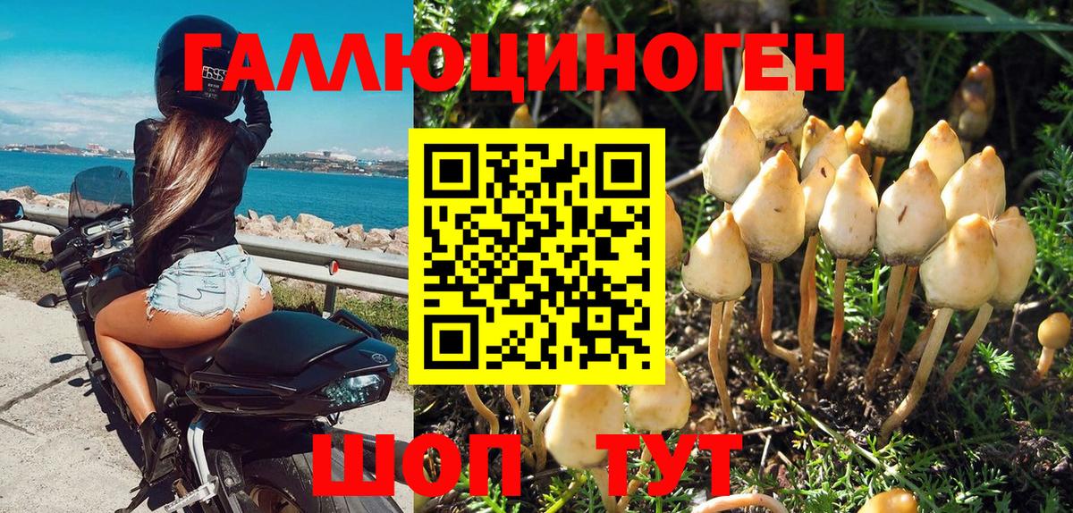 Галлюциногенные грибы Psilocybe Балашиха